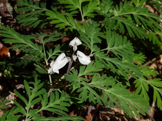 {Dicentra canadensis}